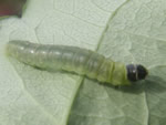 Western Blackheaded Budworm, Acleris gloverana, caterpillar